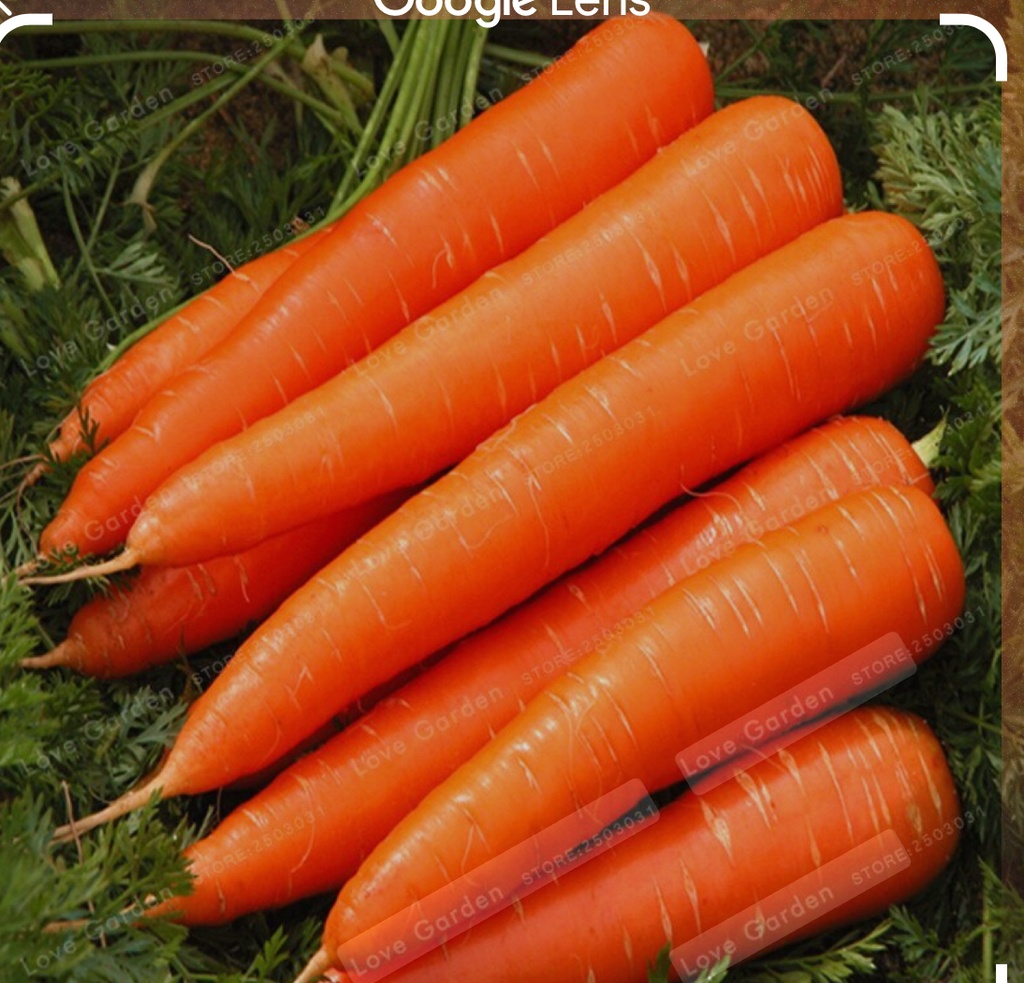 جزر ٥٠٠ غرام