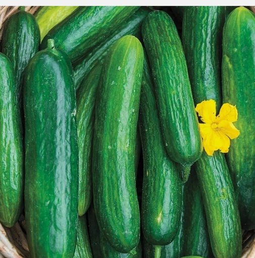 [1120] CUCUMBER 1kg